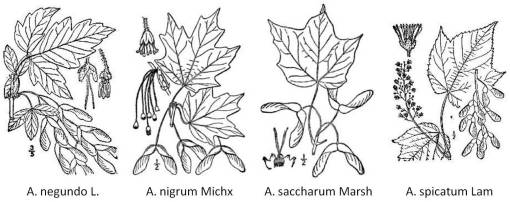 ACER_negundoL-nigrumMichx-saccharumMarsh-spicatumLam