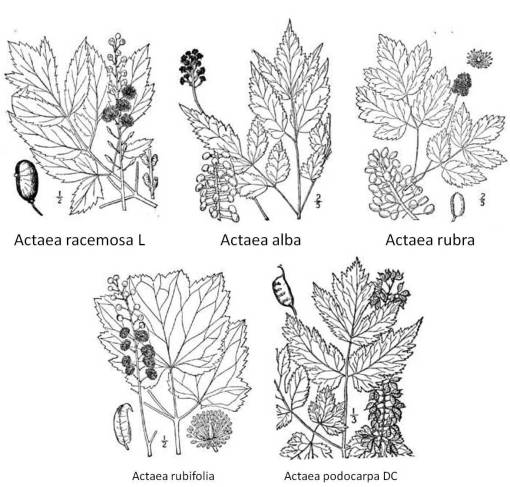 Actaea_4spp