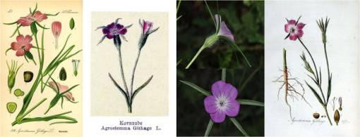 Agrostemmagithago_4imgs