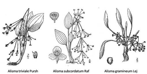 Alisma_3spp