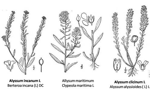 Alyssum_3spp Alyssum species