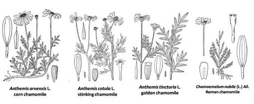 Anthemis_3spp_Chamaemaelium_1sp