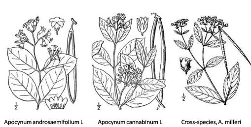 Apocynum_3pp