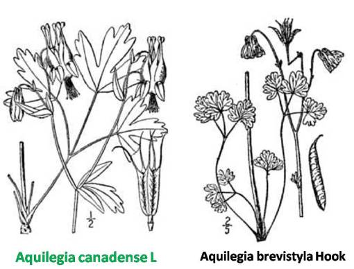 Aquilegia_2spp