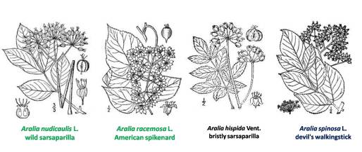 Aralia_4spp