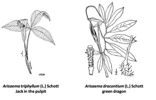 Arisaema_2spp