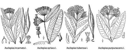 Asclepias_4spp_1