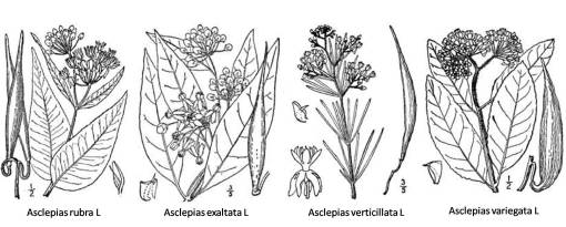 Asclepias_4spp_2