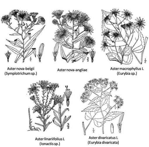 Aster_5spp