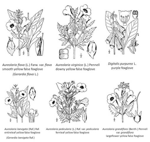 Aureolaria_5spp_Digitalis