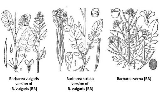 Barbarea_3spp