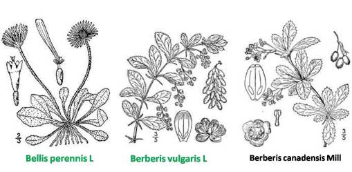 Bellis_1spp_Berberis_2spp