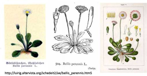 BellisperennisL_3imgs