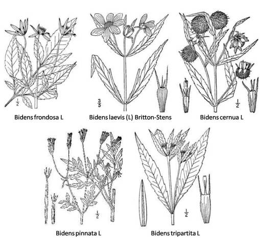 Bidens_5spp