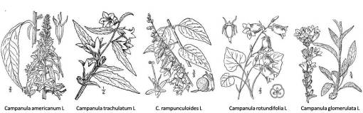 Campanula_5spp