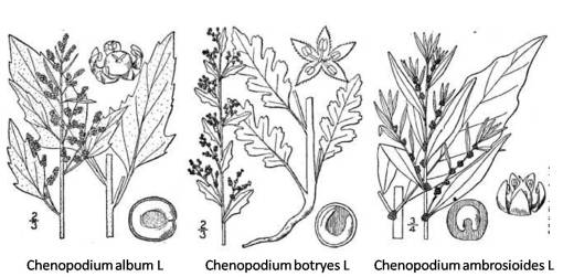Chenopodium_3spp_1
