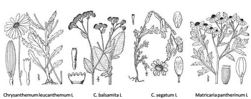 Chrysanthemum_3spp_Matricaria_1spp
