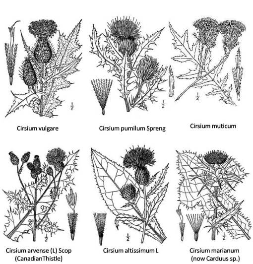 Cirsium_6spp