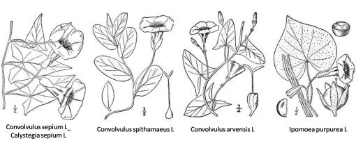 Convolvulus_4spp
