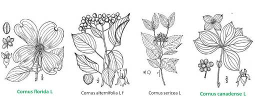 Cornus_4spp