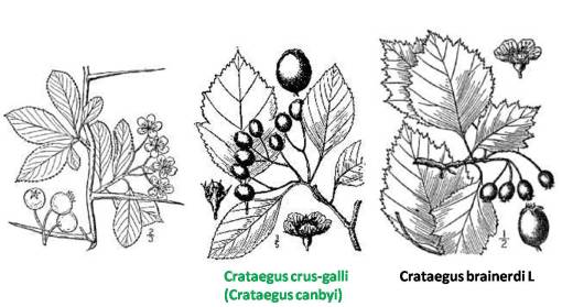 Crataegus_3spp
