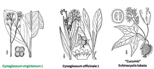 Cynoglossum-2spp_Cucumis