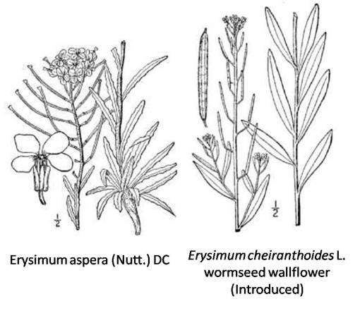 Erysimum_2spp