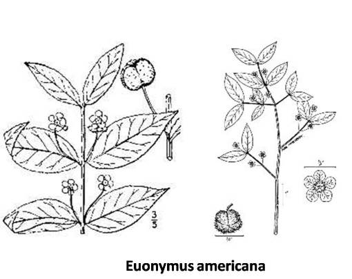 Euonymusamericana