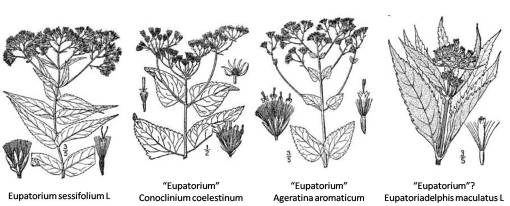 Eupatorium+4spp_2