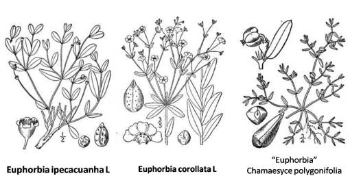 Euphorb_3spp