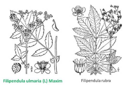 Filipendula_2spp
