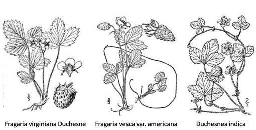 Frageria_2spp_Duchesnea