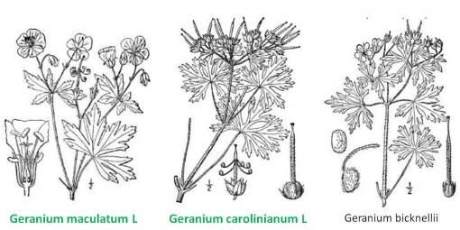 Geranium_3spp