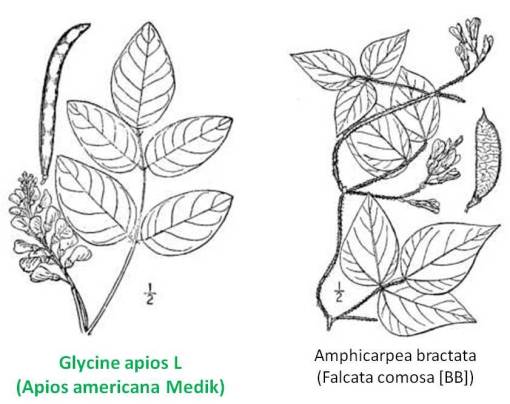 GlycineApios_Amphicarpeabractata