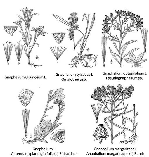 Gnaphalium_5spp