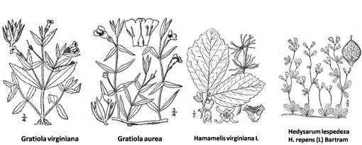 Gratiola_Hamamelis_Hedysarum