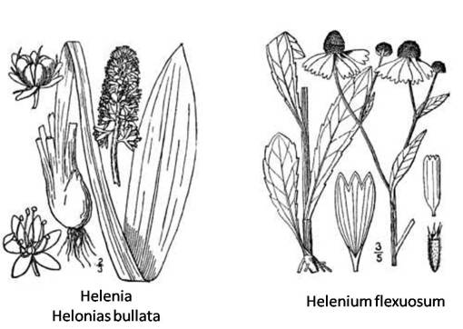 Helenia-Helenium