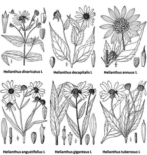 Helianthus_6spp