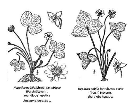 Hepatica_2spp