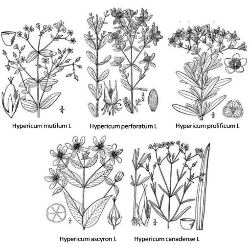 Hypericum_5spp_1