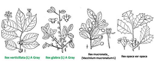 Ilex_4spp