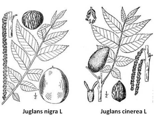 Juglans_2spp