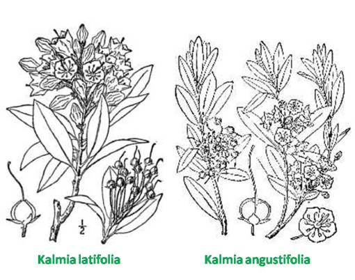 Kalmia_2spp