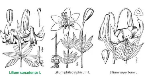 Lilium_3spp