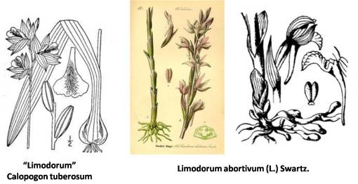 Limodorum_Calopogon