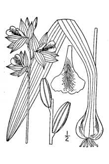 LimodorumCalopogontuberosum
