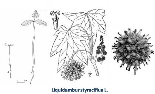 LiquidambarstyracifluaL