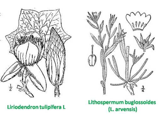 Liriodendron_Lithospermum