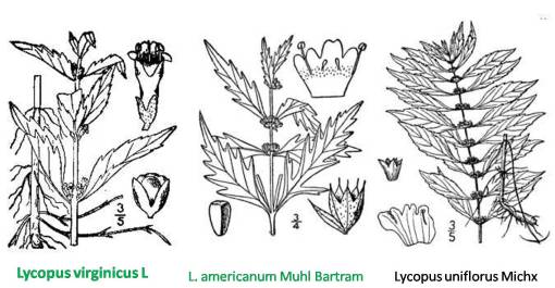 Lycopus_3spp