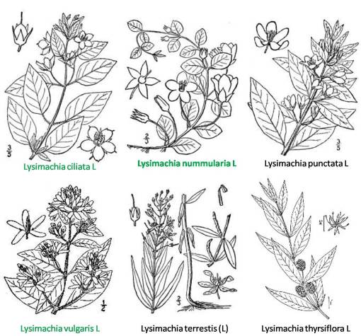 Lysimachia_6spp